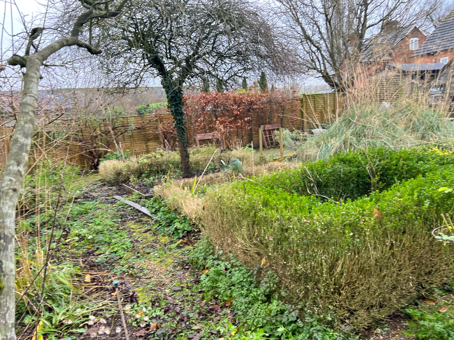 Original garden — tired box hedging, bare apple trees and a patchy lawn before redesign